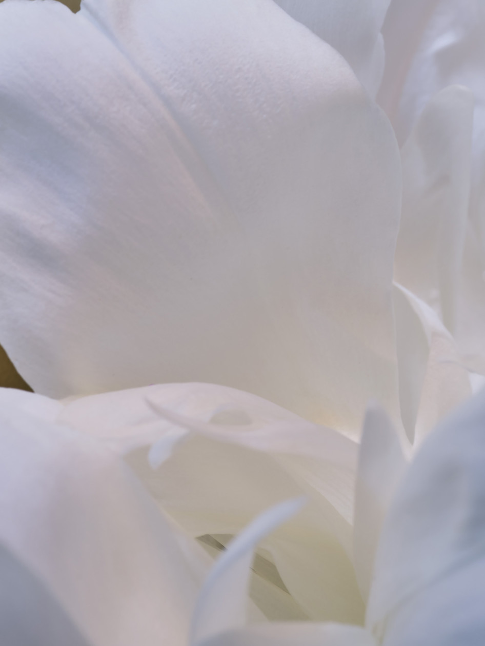 Peony
