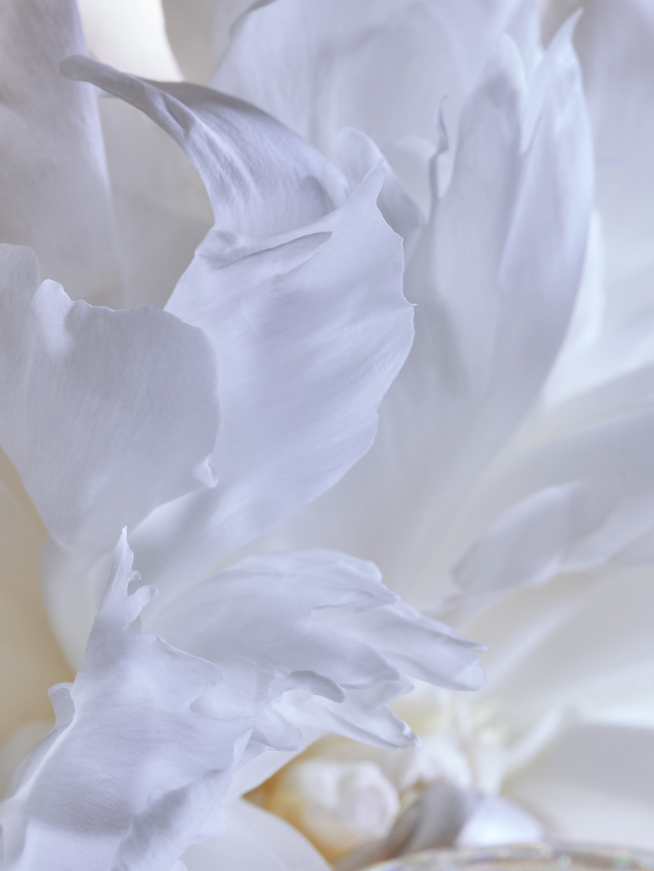 Peony