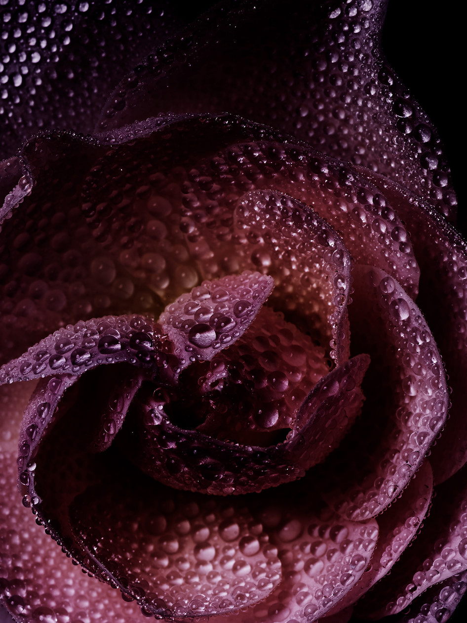Roses 