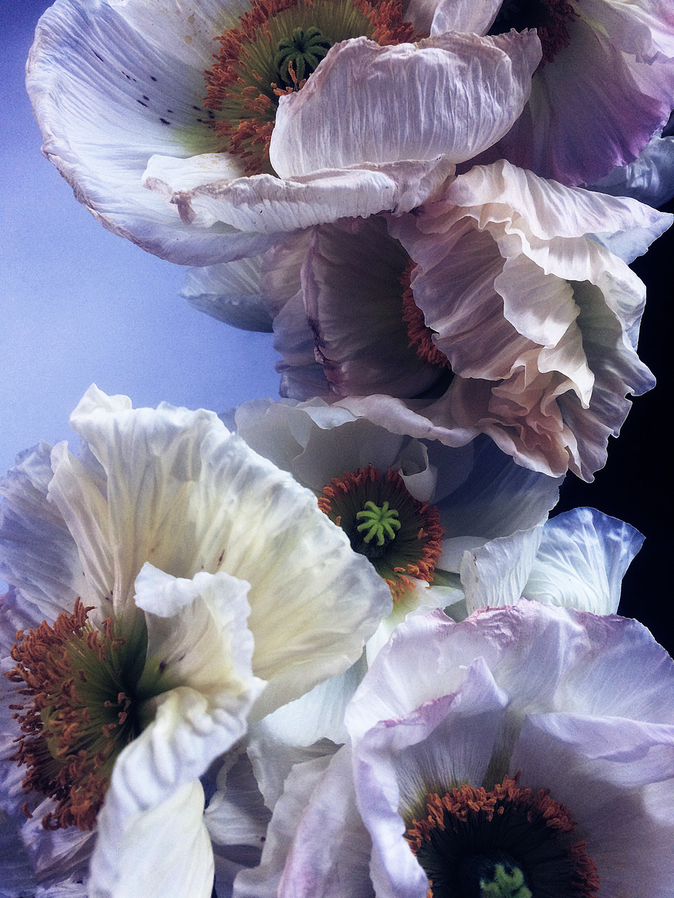 Peony