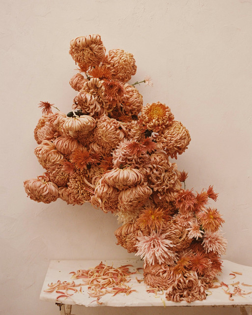 Chrystanthemums - Photographer Melanie Rodriguez