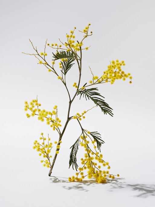 Photo : Amy Humphreys