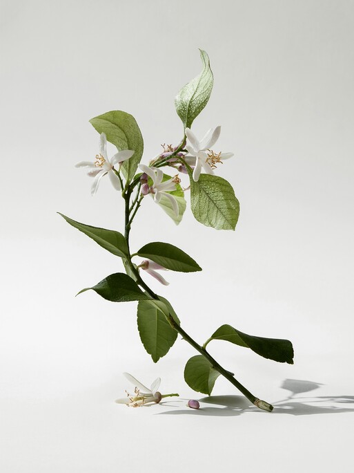 Photo : Amy Humphreys