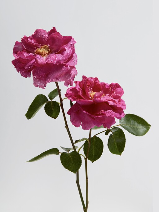 Photo : Amy Humphreys