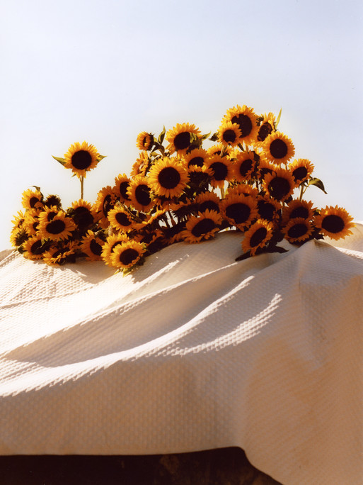 Photo : Amy Humphreys