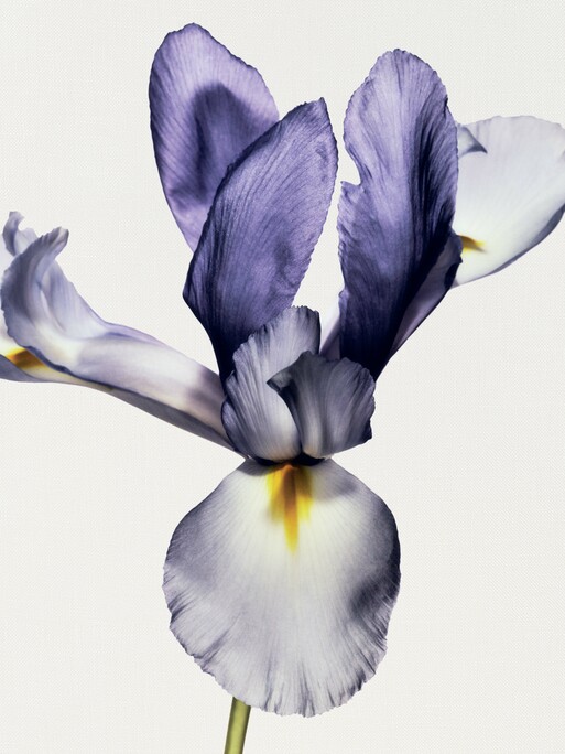 Photo : Amy Humphreys