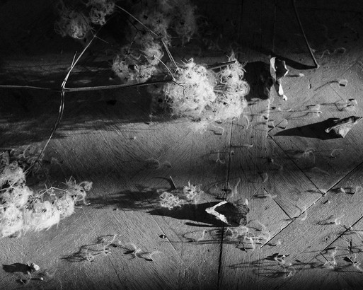 Photo : Amy Humphreys