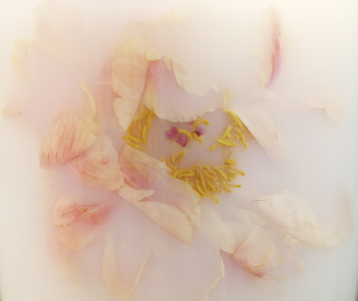 Photo : Amy Humphreys