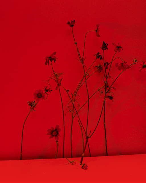 Photo : Amy Humphreys