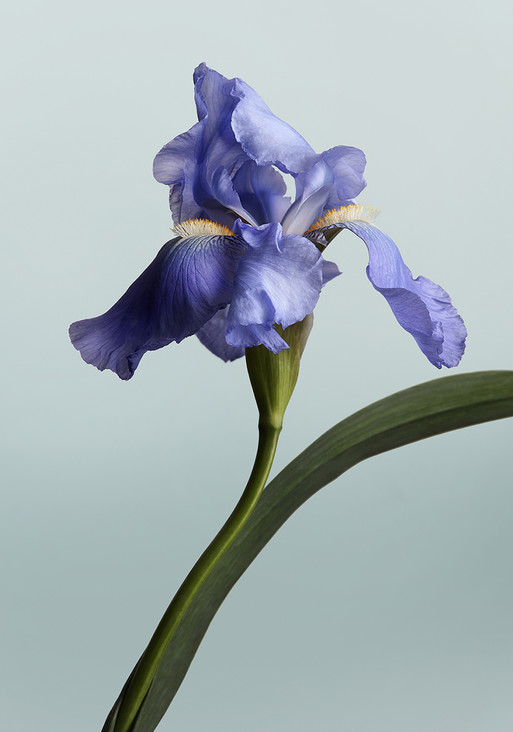 Photo : Amy Humphreys