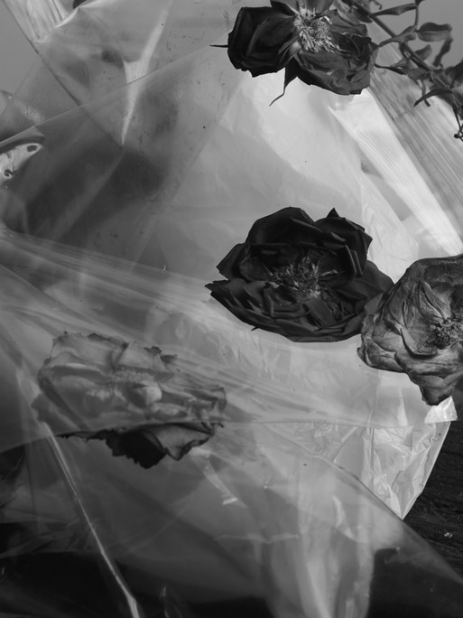 Photo : Amy Humphreys