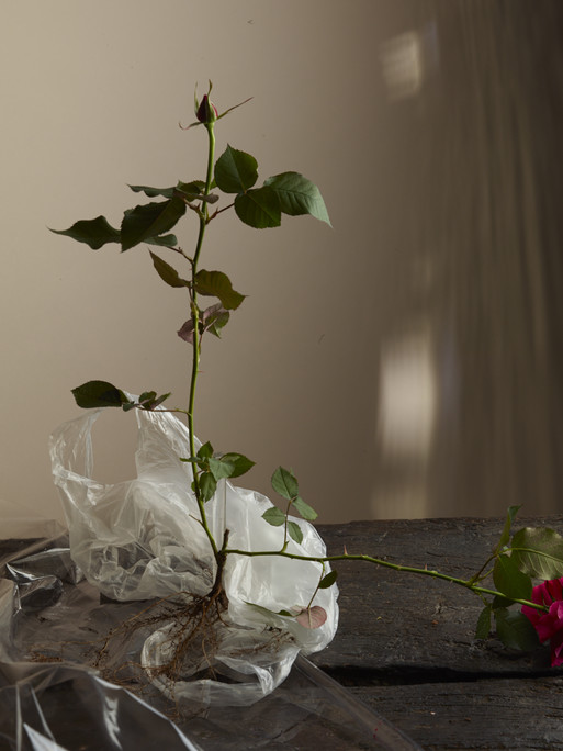 Photo : Amy Humphreys