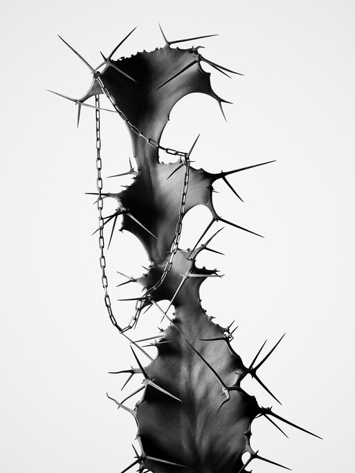 Toteme I Photographer Guido Mocafico