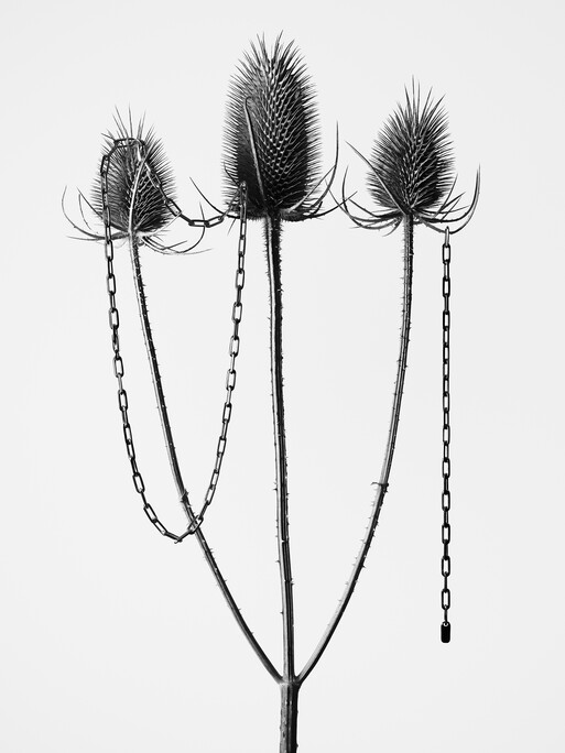 Photo : Amy Humphreys