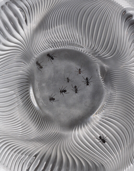 Photo : Camille Pouyat