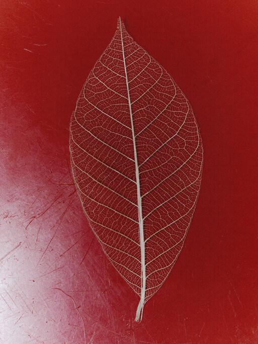 Serendipity I Photographer Aliocha Boi