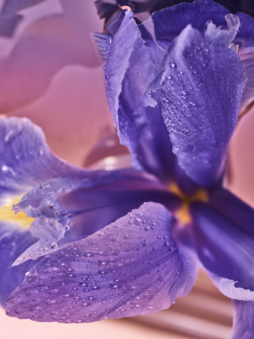 Photo : Candice Milon