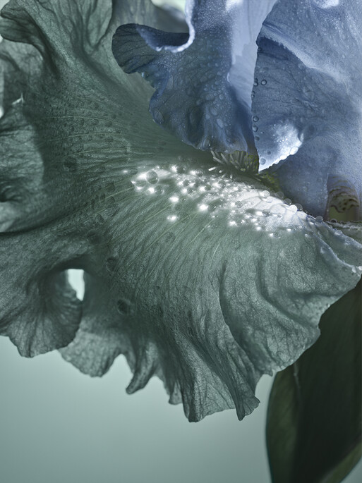 Photo : Candice Milon