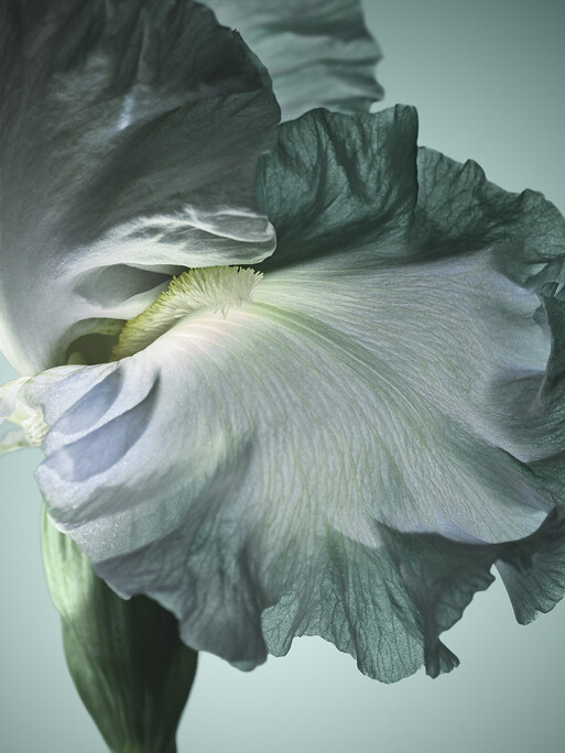 Photo : Candice Milon