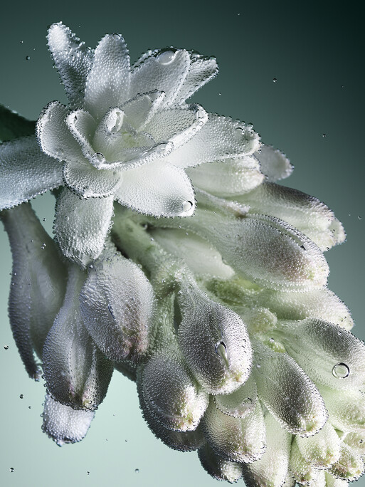 Photo : Candice Milon