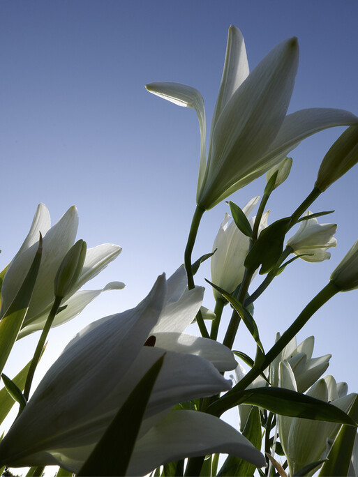 Photo : Candice Milon