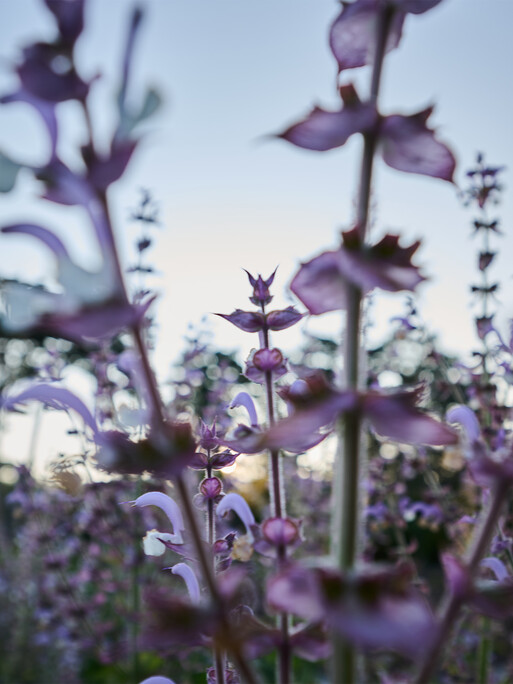 Photo : Candice Milon