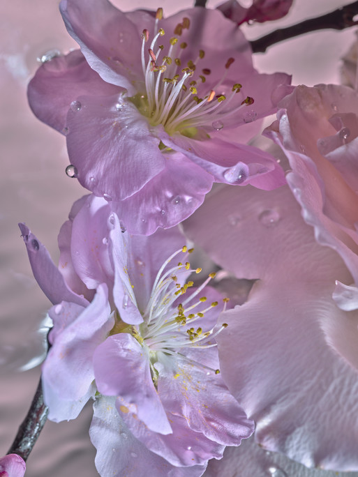 Photo : Candice Milon