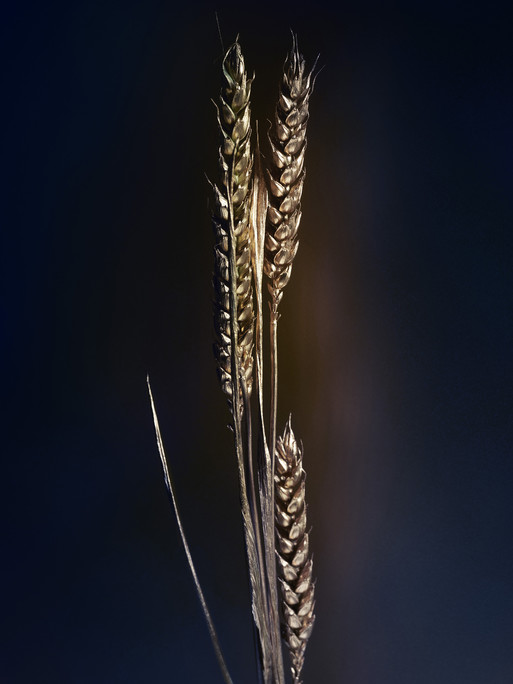 Photo : Candice Milon