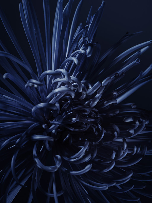 Photo : Candice Milon