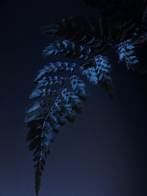 Photo : Candice Milon