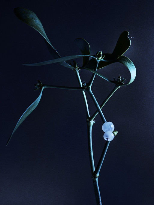 Photo : Candice Milon