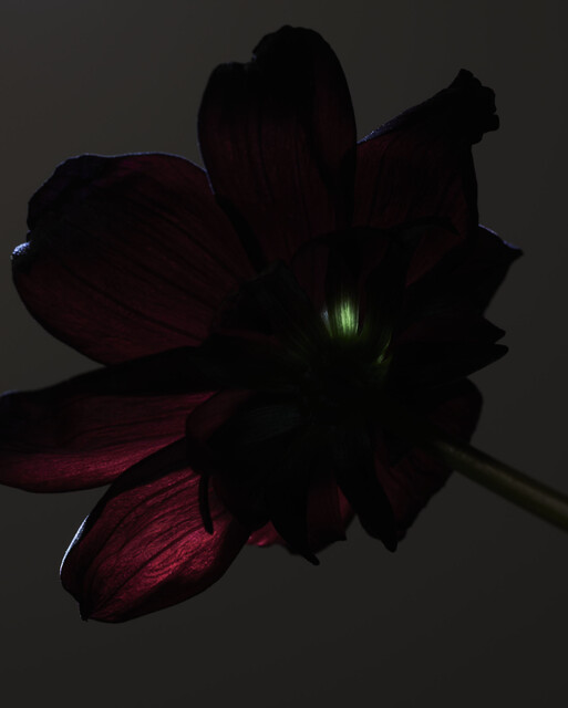 Photo : Candice Milon