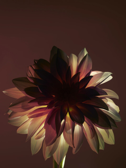 Photo : Candice Milon