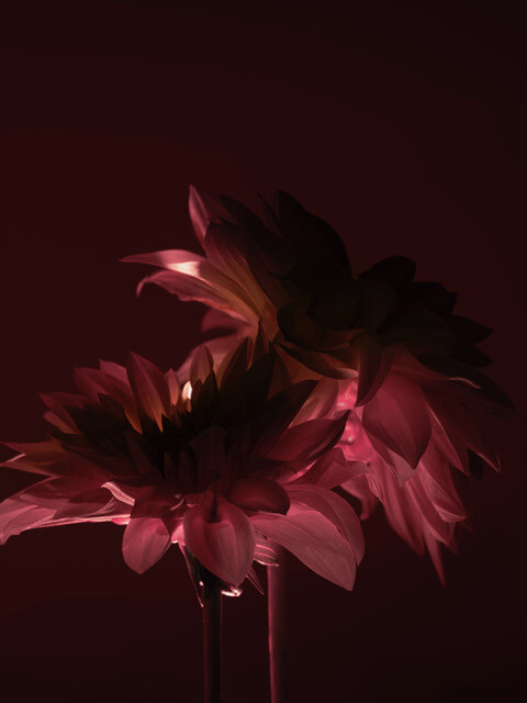 Photo : Candice Milon