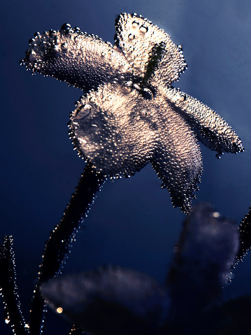 Photo : Candice Milon