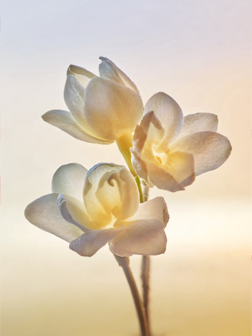 Photo : Amy Humphreys