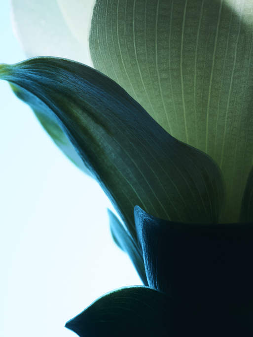 Photo : Candice Milon