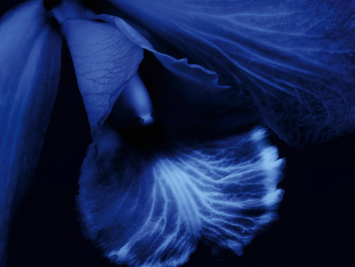 Guerlain|Orchidée Impériale