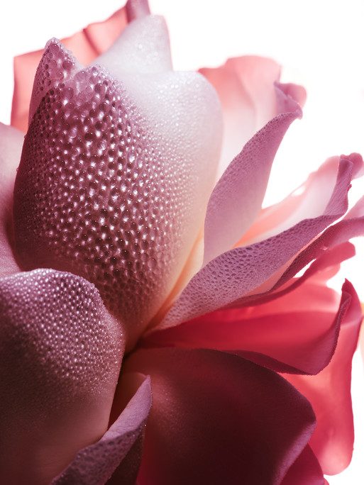 Guerlain|La Petite Robe Noire