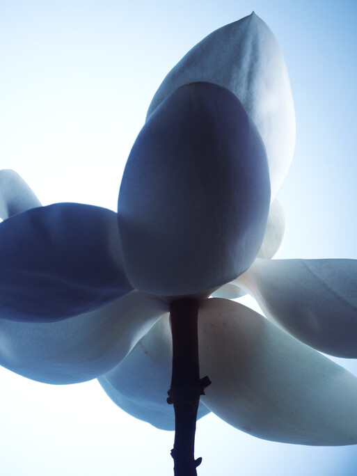 Photo : Candice Milon