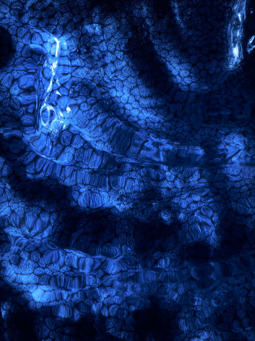 Photo : Coline Le Corre