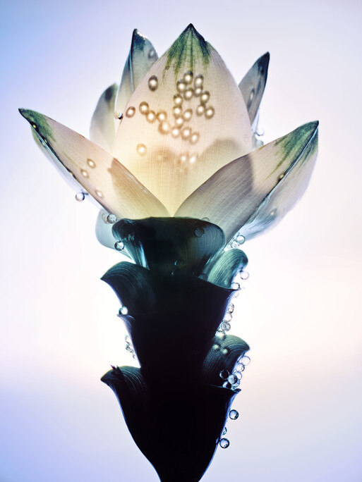 Photo : Candice Milon