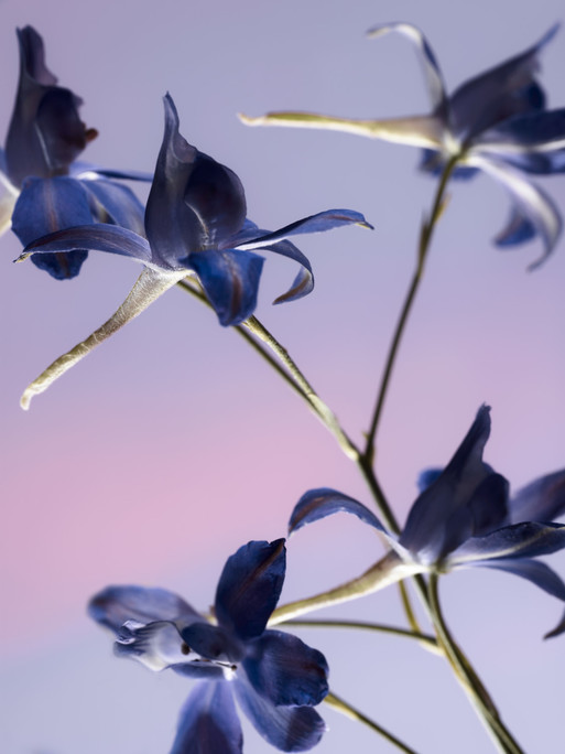 Photo : Candice Milon