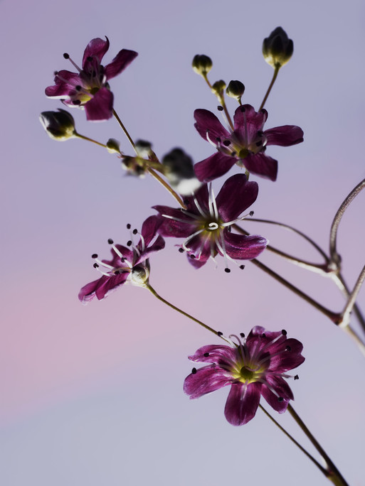 Photo : Candice Milon