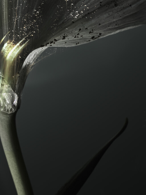 Photo : Candice Milon