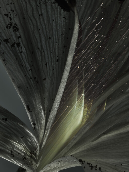 Photo : Candice Milon