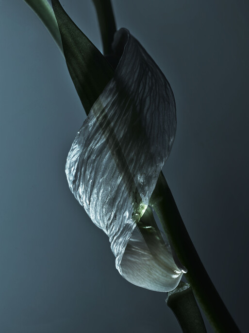 Photo : Candice Milon