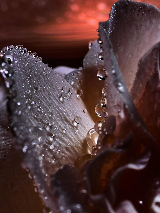 Photo : Candice Milon