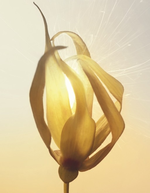 Dior J'Adore Ingredients - Photographer Candice Milon