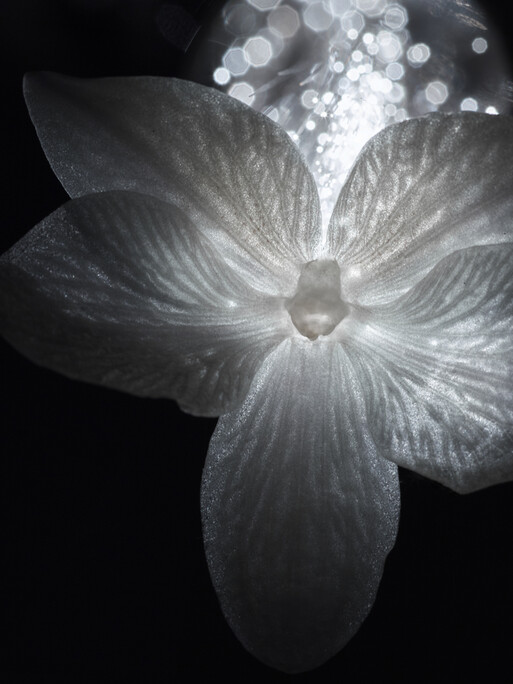 Photo : Candice Milon